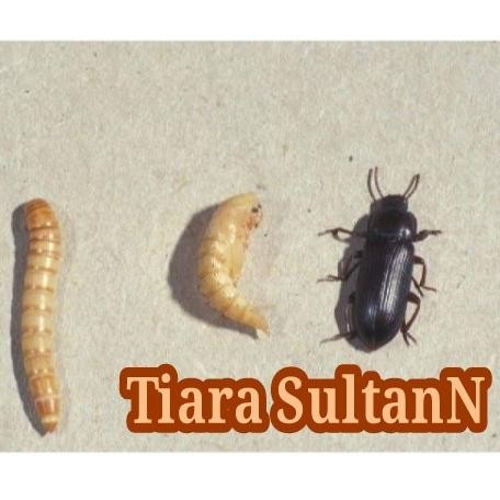 t00e- Ulat Hongkong Hidup 1 Kg