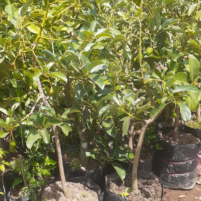 Bibit Pohon Alpukat Berbunga / Berbuah 1,5 Meter Bisa Pilih Jenisnya