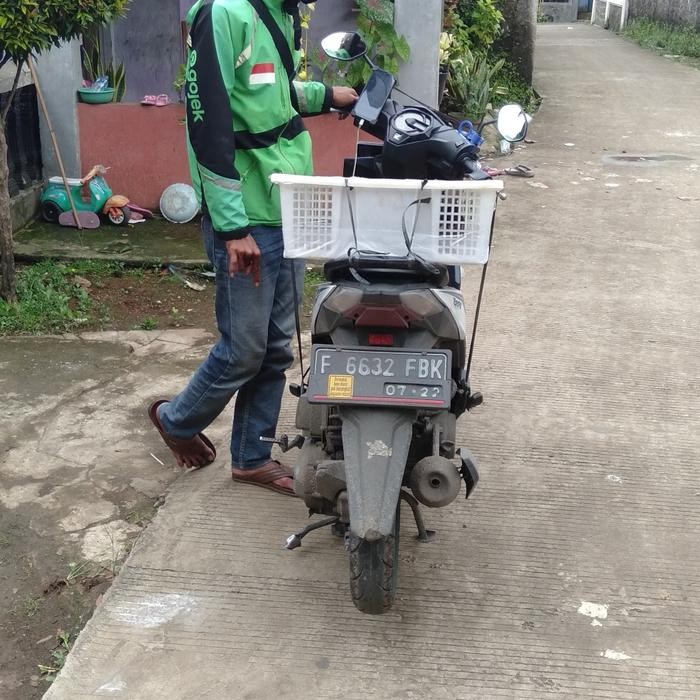 Kelinci Rex bulu karpet remaja (sepasang).