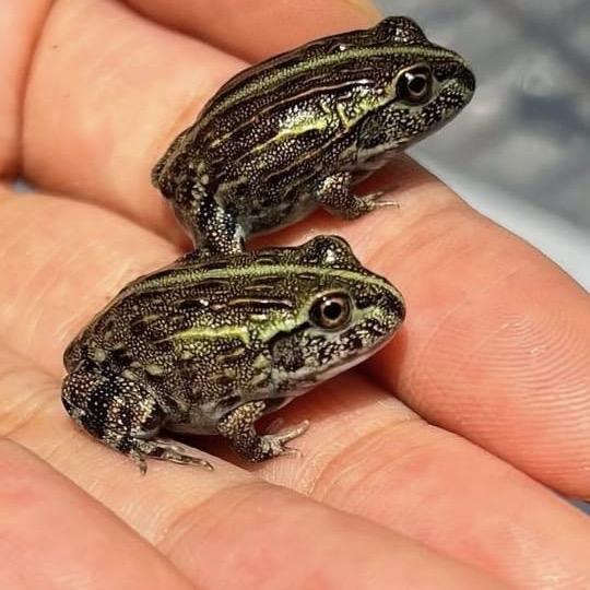 TERBARUU Pixie frog Garansi D.O.A