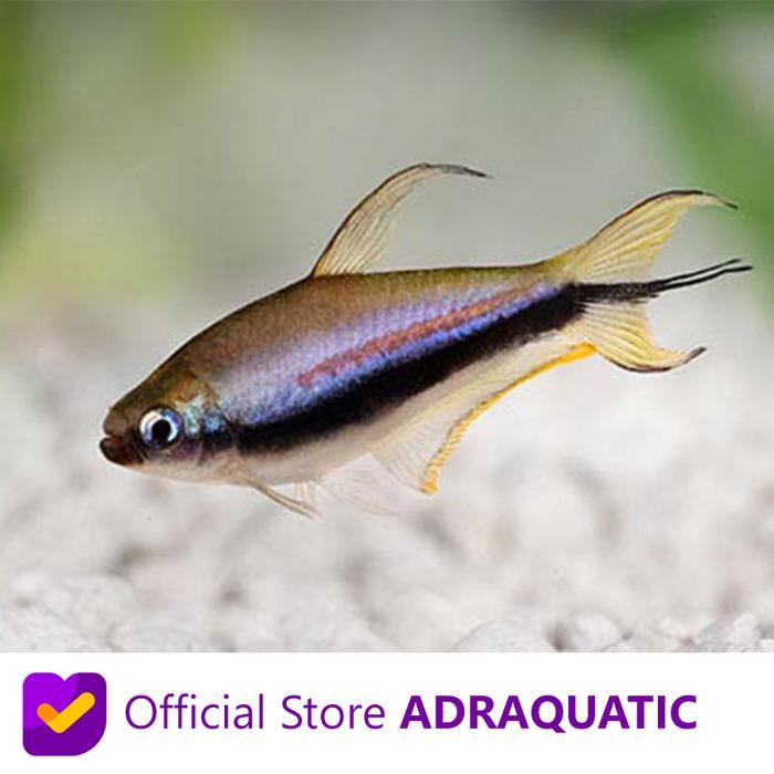 IKAN HIAS PALMERI PALMERY EMPEROR TETRA KAISAR AIR TAWAR