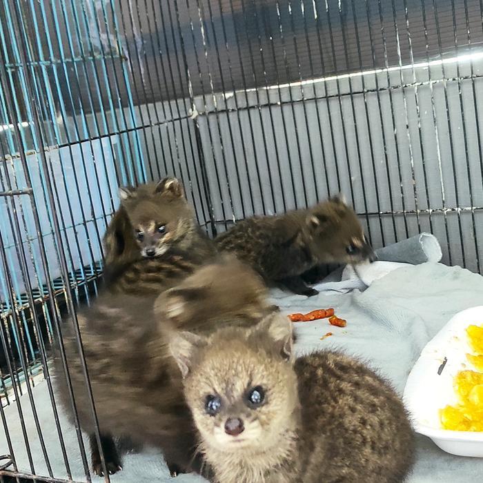 Musang Rase Baby