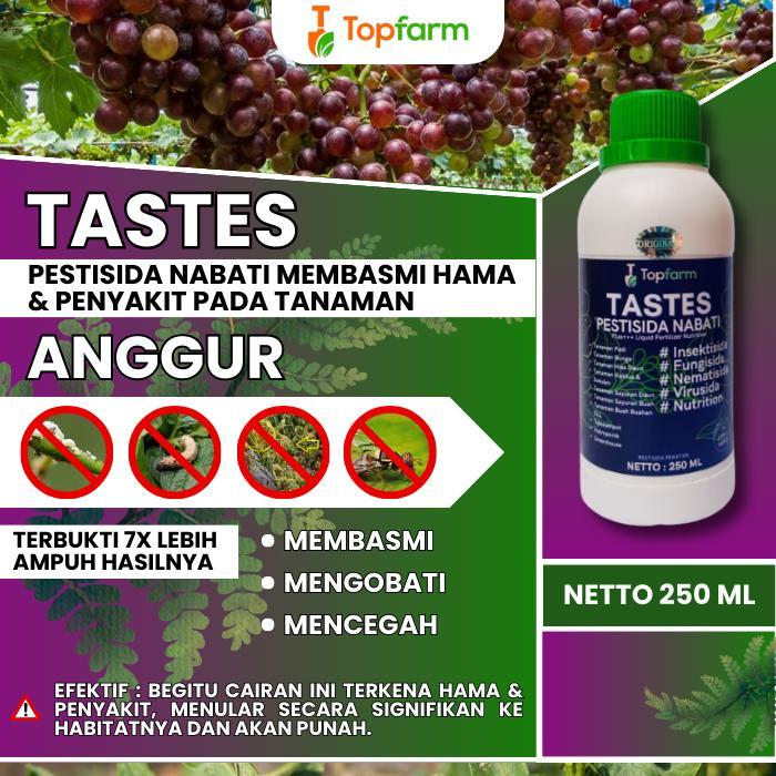 NEW PESTISIDA UNTUK POHON ANGGUR / PESTISIDA KHUSUS TANAMAN ANGGUR / PESTISIDA BUAH ANGGUR /