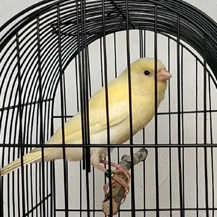 Jayus - Kenari Afs Riwikan Jaminan Jantan Super Grade A+ Ring Klt
