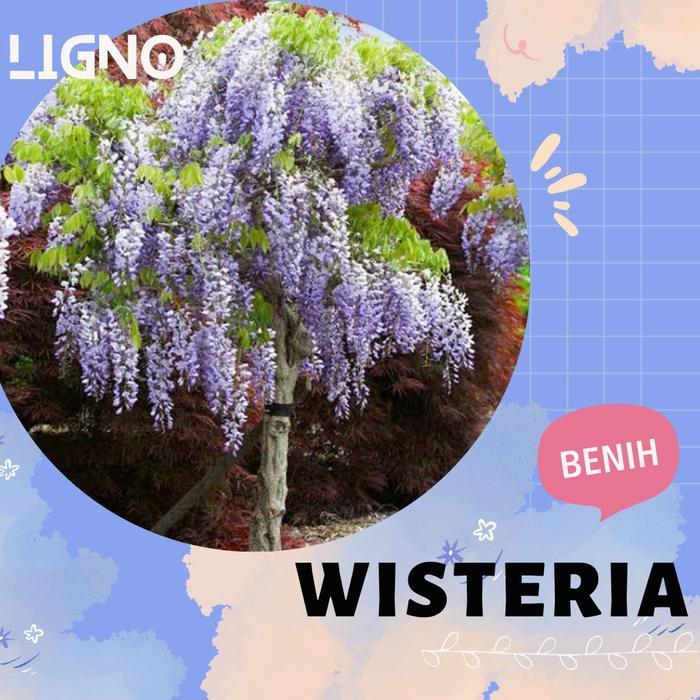 Benih WISTERIA Biji Bunga Import