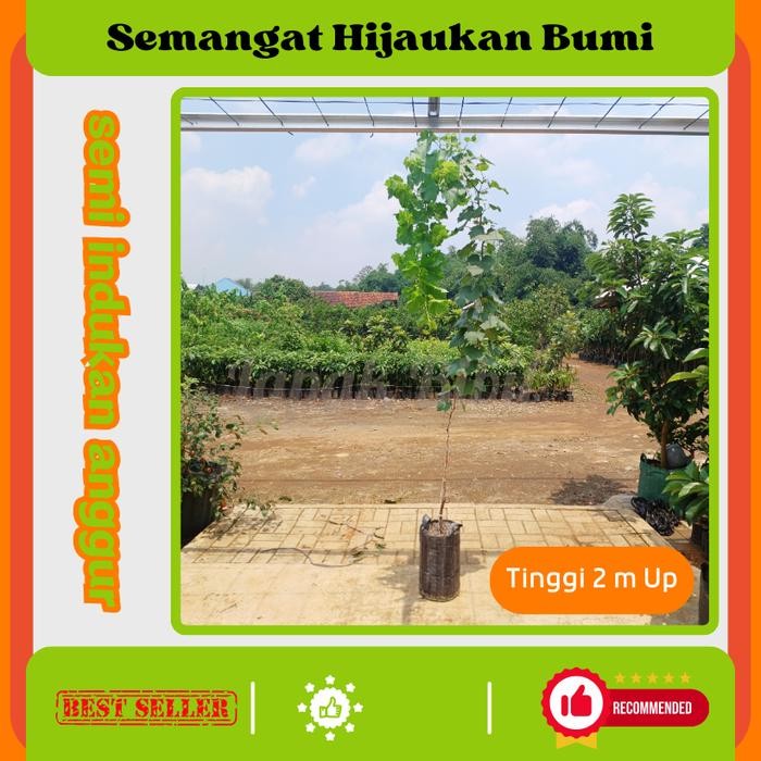 

Pohon Anggur semi indukan Tinggi 2 meter up