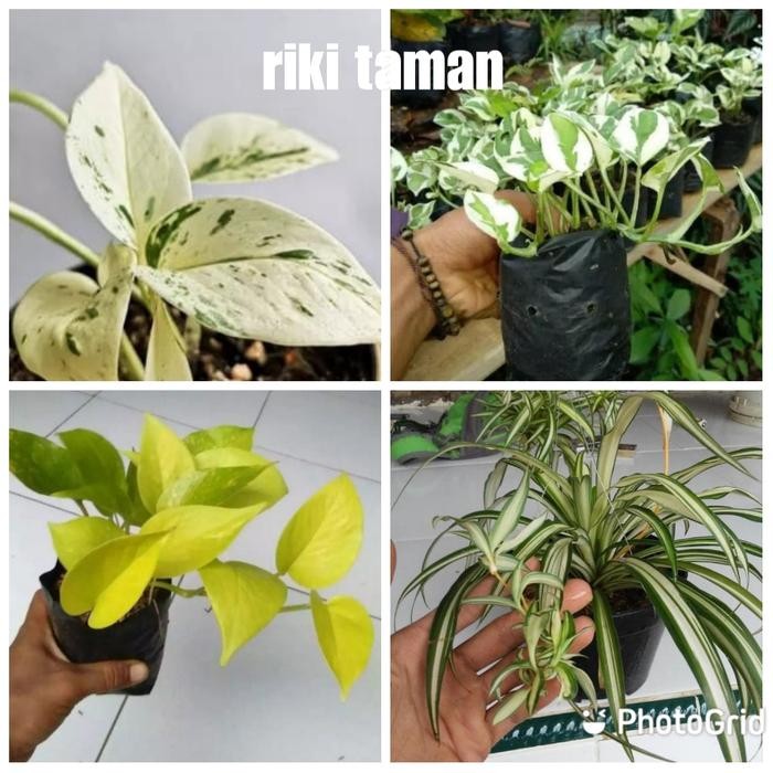

paket 4 tanaman hias 3 sirigading /Enjoy/varigata/lemon / Spider plant