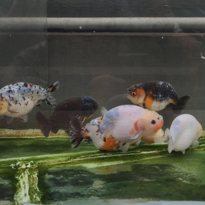 MASKOKI MAS KOKI RANCHU CALICO