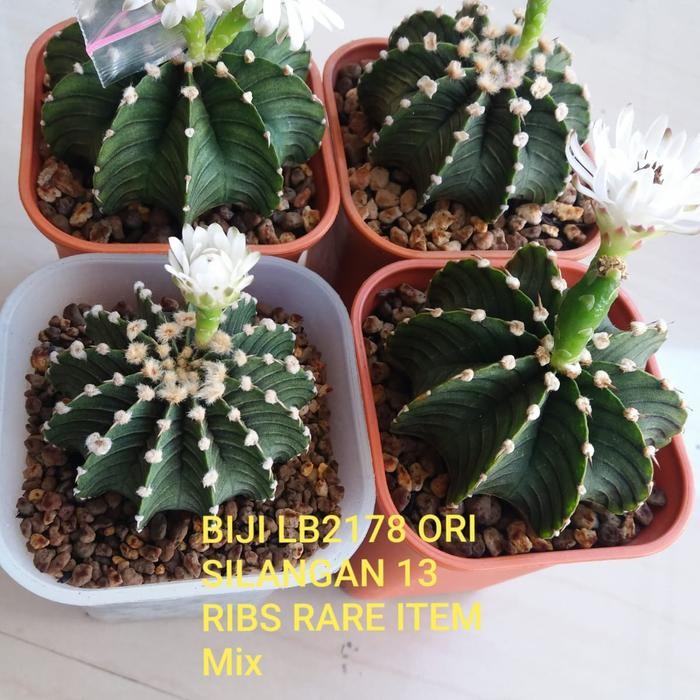 Stok Baru BIJI Kaktus LB2178 ORI