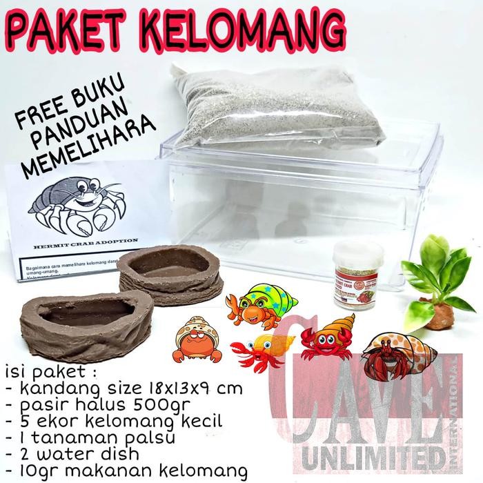 paket lengkap kelomang umang edukasi anak keong kumang hermid crab