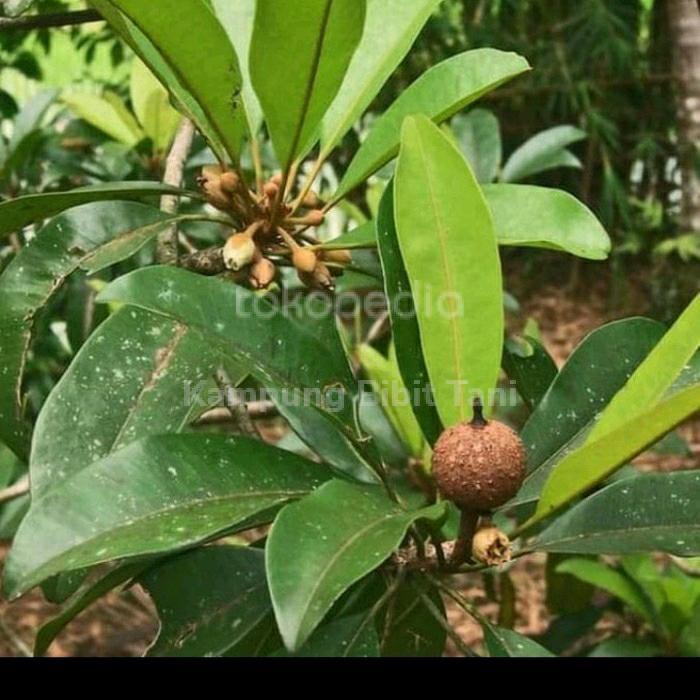 BIBIT SAWO MANILA MANIS SUDAH BERBUAH/BERBUNGA