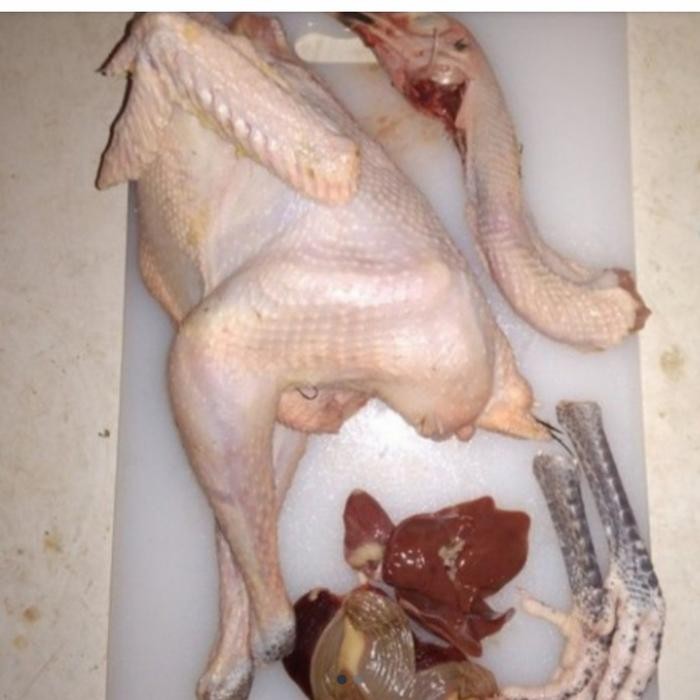 Instanbisa- Ayam Kampung Hidup Potong 1 Ekor