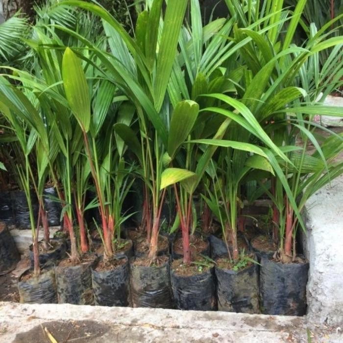 pohon palem merah tinggi 40 cm atau 50 cm