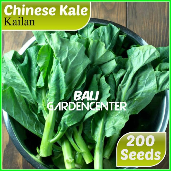 BIBIT F1 BENIH BIJI KAILAN - CHINESE KALE