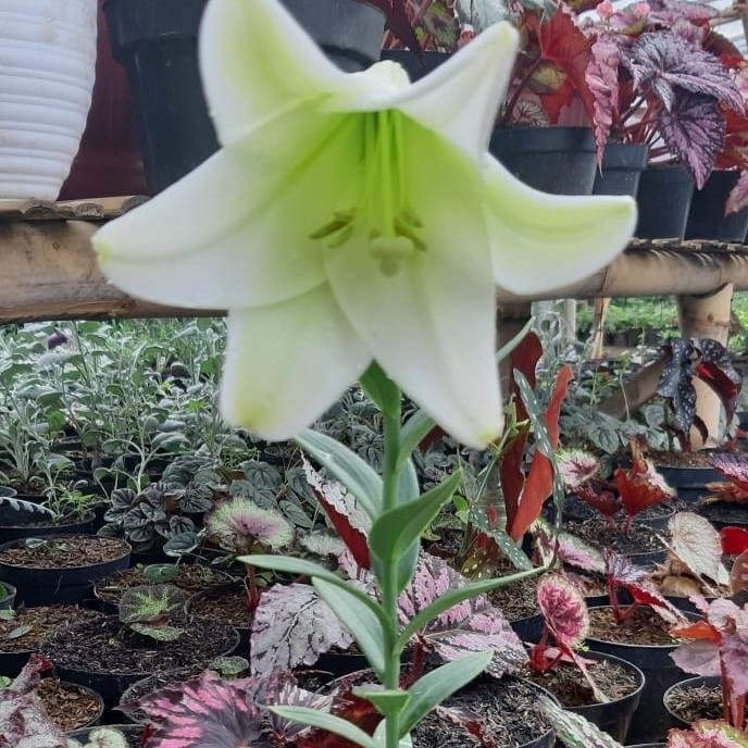 BIBIT F1 TANAMAN CASABLANCA LILY BUNGA PUTIH SANGAT WANGI