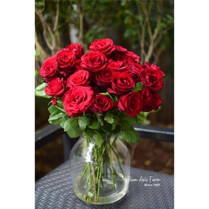 Sexy Red Roses, Bunga Mawar Merah Potong Segar Semi Holland