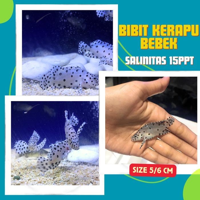 Bibit Ikan Kerapu Tikus / Bebek 50 Ekor