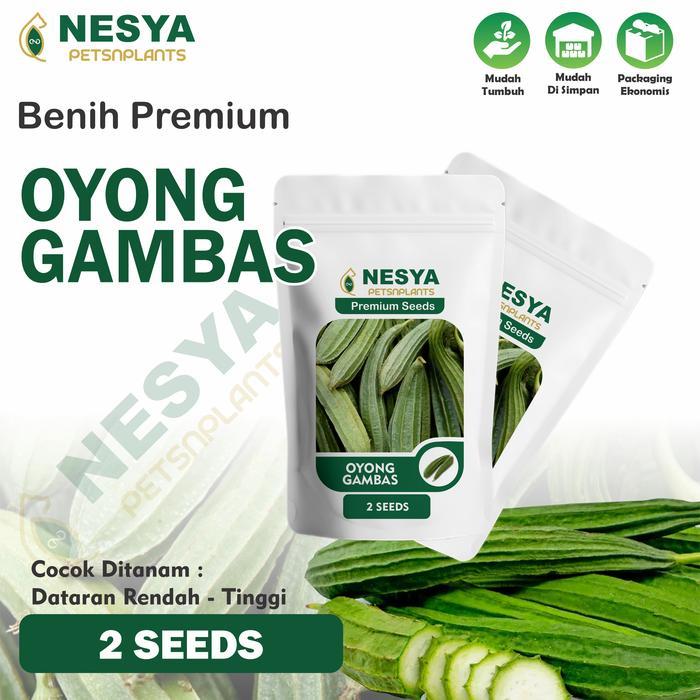 2 Benih Biji Oyong Gambas Carissa Bintang Asia