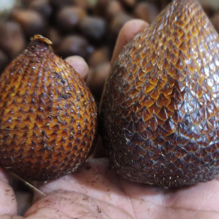 SALAK BALI MADU SALAK MANIS manis