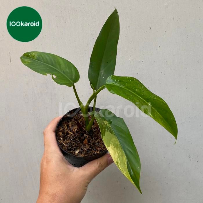 SM- Tanaman Hias Philodendron Domesticum Variegata Domesticum Varigata