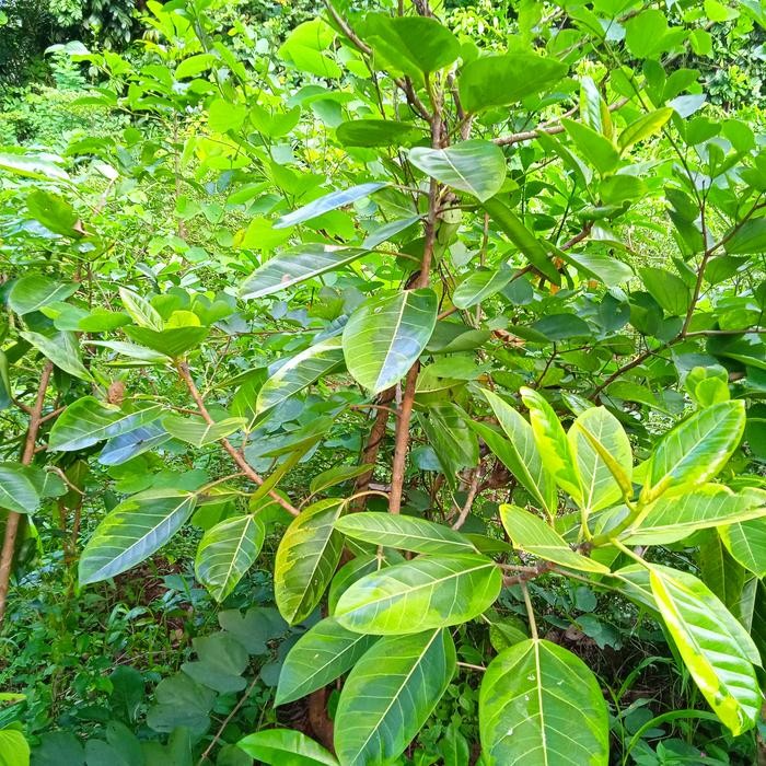 Jlterang Pohon Beringin Karet Kuning // Karet Golden