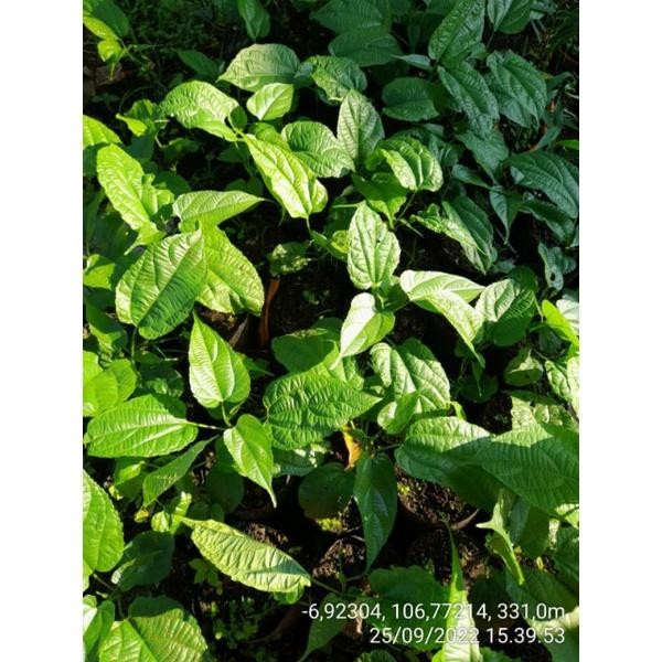 NEW bibit sacha inchi siap tanam + bonus 10 biji benih pykrqw 3534oc