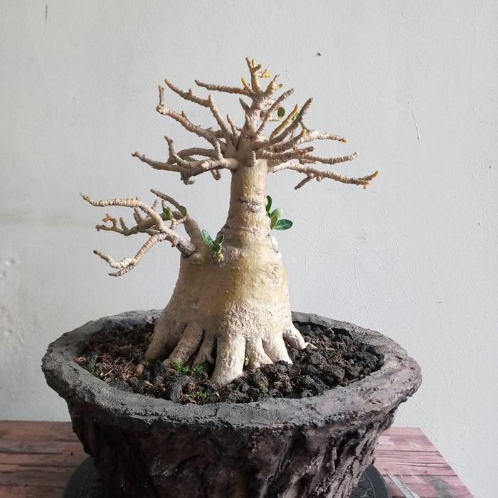 TERBATAS Adenium arabicum kristata ori