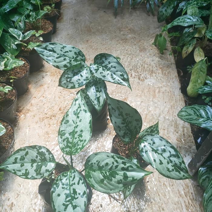 DISKON aglonema pictum bicolor