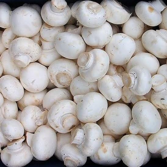 

Pilihan- Jamur Champignon , Jamur Kancing 250 Gr
