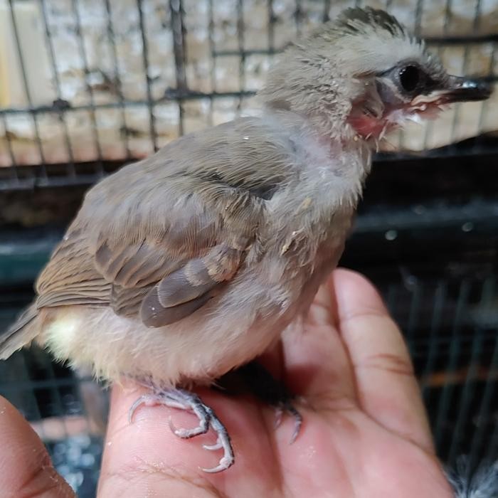 trucukan jatim anak lolohan