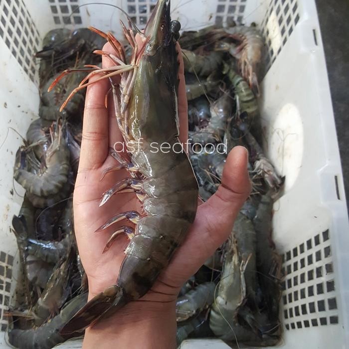

Pilihan- Udang Tiger, Windu, Jerbung 10-12 Pcs 1Kg