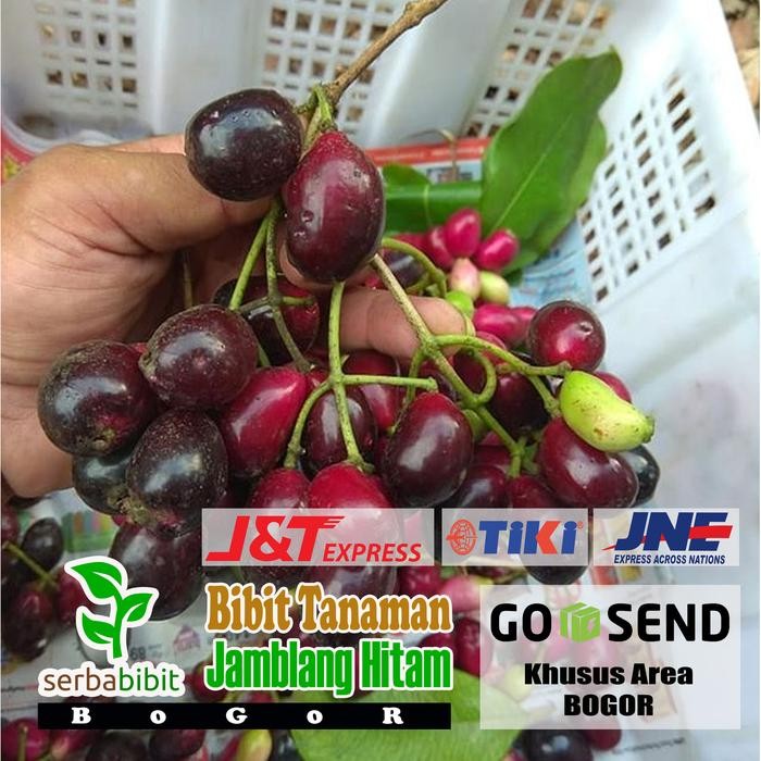 Bibit Tanaman Buah Jamblang Hitam - Juwet - Jamblang Hitam