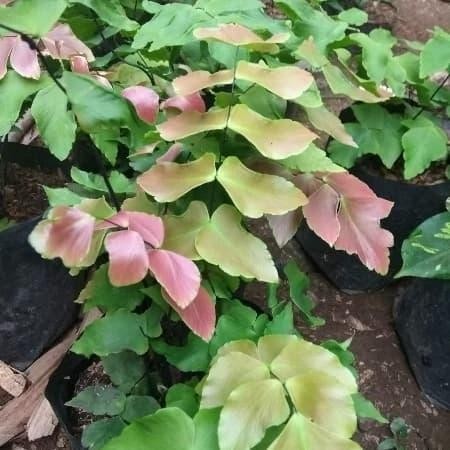 Tanaman hias suplir kupu kupu