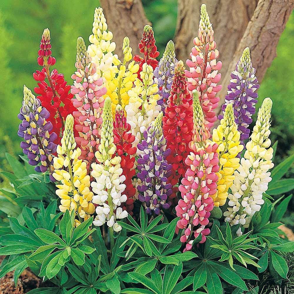 Terlaris - 10 Bibit Benih Bunga Lupine Mix