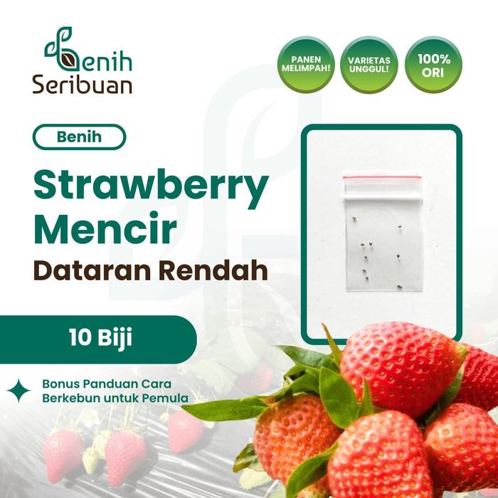 TERMURAH 10 Benih Strawberry Mencir Dataran Rendah Benih Buah Stroberi Manis READY STOCK