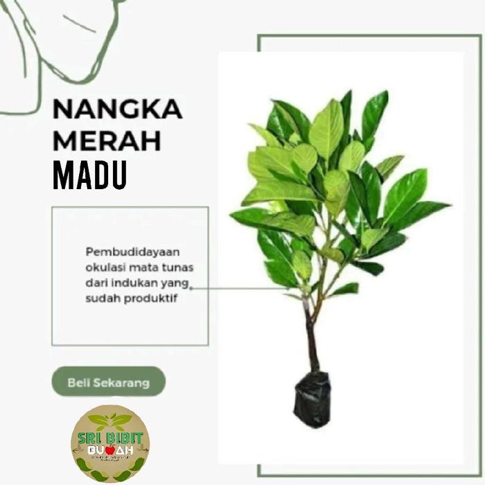 BENIH BIBIT NANGKA MADU MERAH