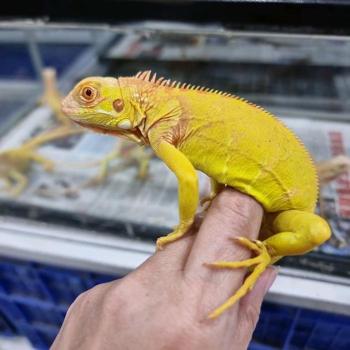 Red albino Iguana ukuran 45cm jinak lincah hasil ternakan lokal