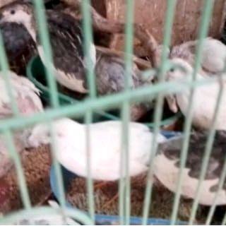 Puyuh Batu Putih, Silver, Dan Panda Sepasang
