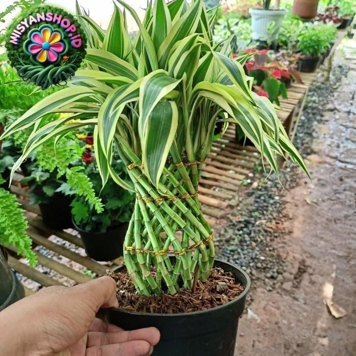 

Bisa COD tanaman hias bambu hokki kendi sri rezeki Pasti Hemat