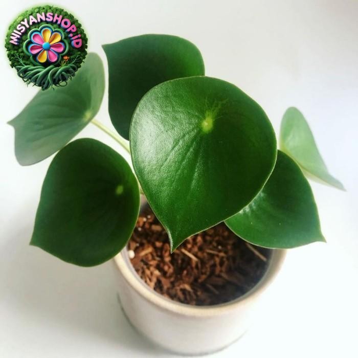 

Bisa COD tanaman hias peperomia rain drop Pasti Hemat