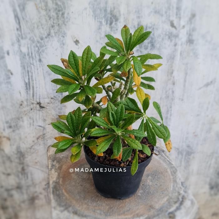 

dorstenia gigas tanaman hias