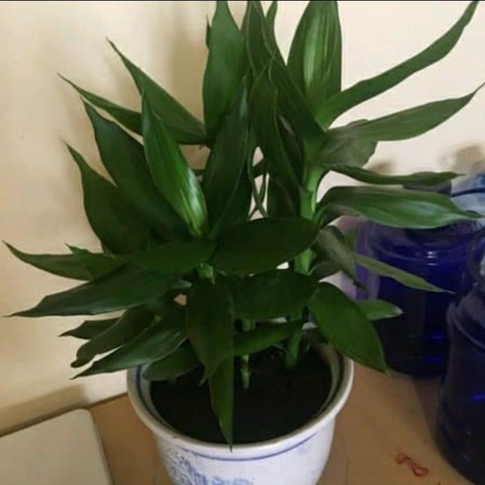 

TANAMAN HIAS SRI REJEKI