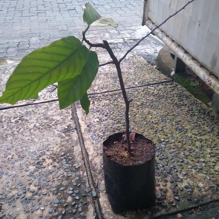 Jlterang Bibit Tanaman Kenanga Merah Langka Wangi