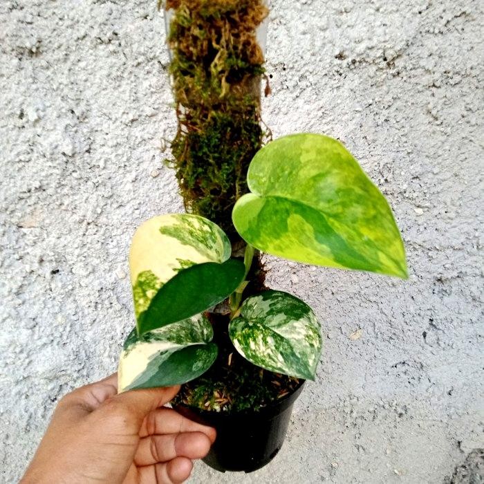 HEMAT scindapsus jade satin variegata