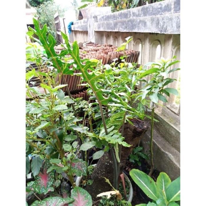 PRODUK TERBATAS alocasia porteii alocasia portei alokasia porteii daydge 9051mi