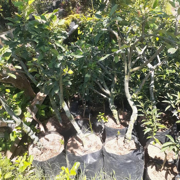 SPECIAL BIBIT APEL ANNA/ APEL ANA CANGKOK SUPER BATANG BESAR BERBUNGA