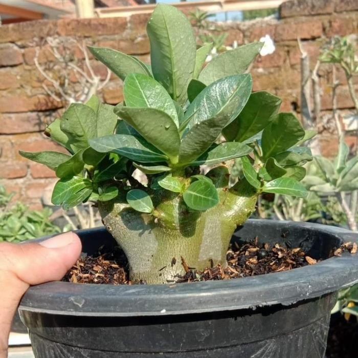 SPECIAL Paket Biji / Seed Adenium Arabicum Hybrid dan Godji series (15 + 3)
