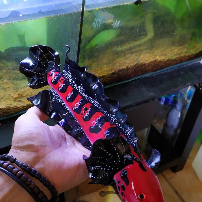 IKAN CHANNA RED BARITO MAINAN