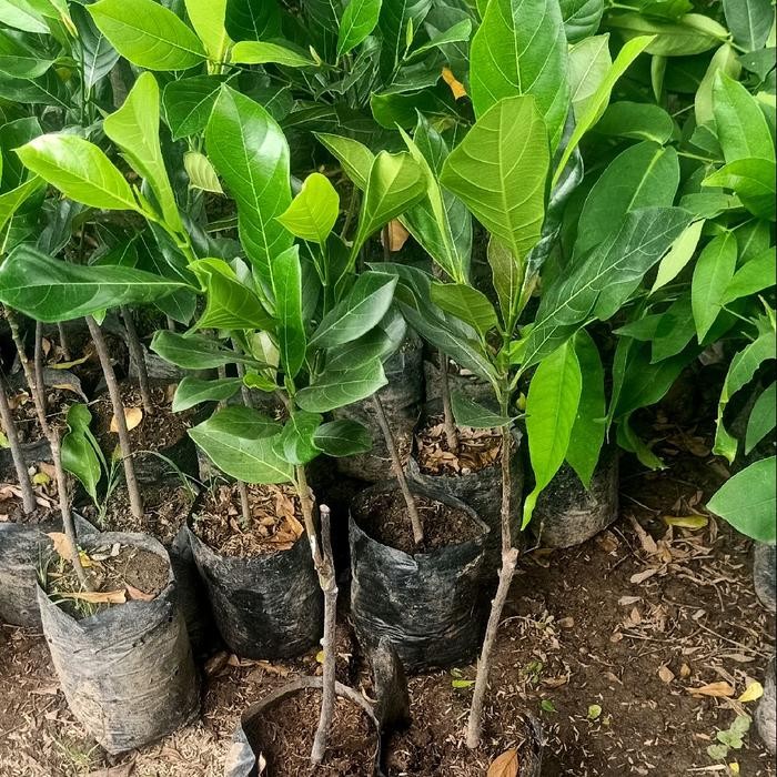 benih bibit tanaman nangka merah/oren