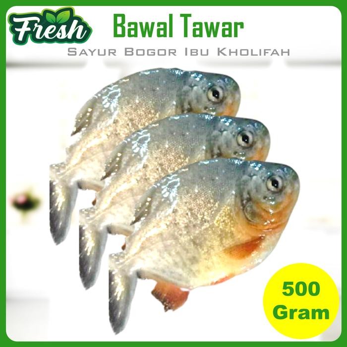 Pilihan- Ikan Bawal Air Tawar Segar 500 Gram Ikan Hasil Laut Segar Bogor